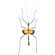 PSEUDODIACANTHA MACKLOTTI